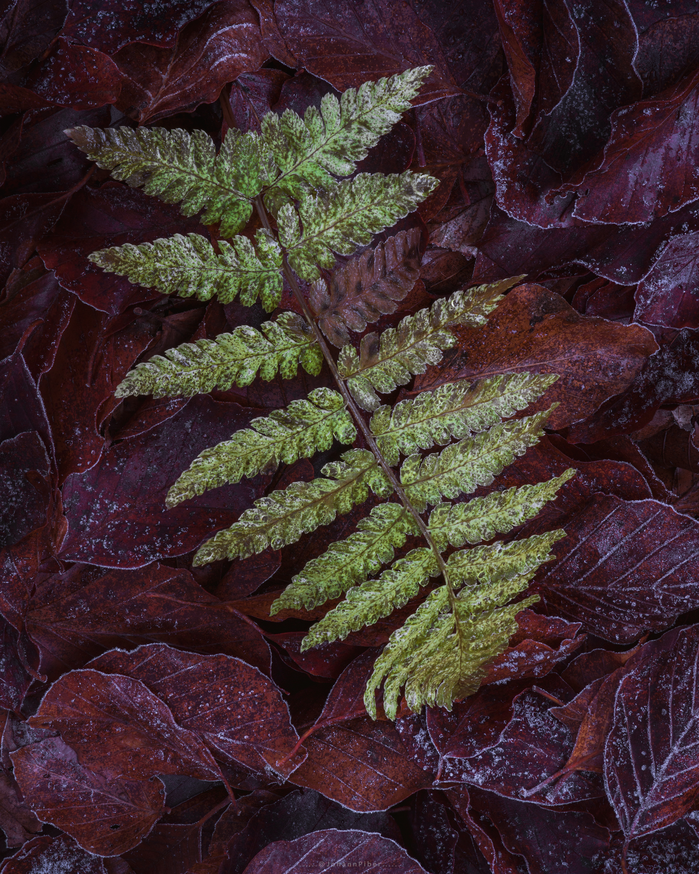 Fern in late Autumn on frosty Leaves -- Johann Piber Fern in late Autumn on frosty Leaves -- Johann Piber