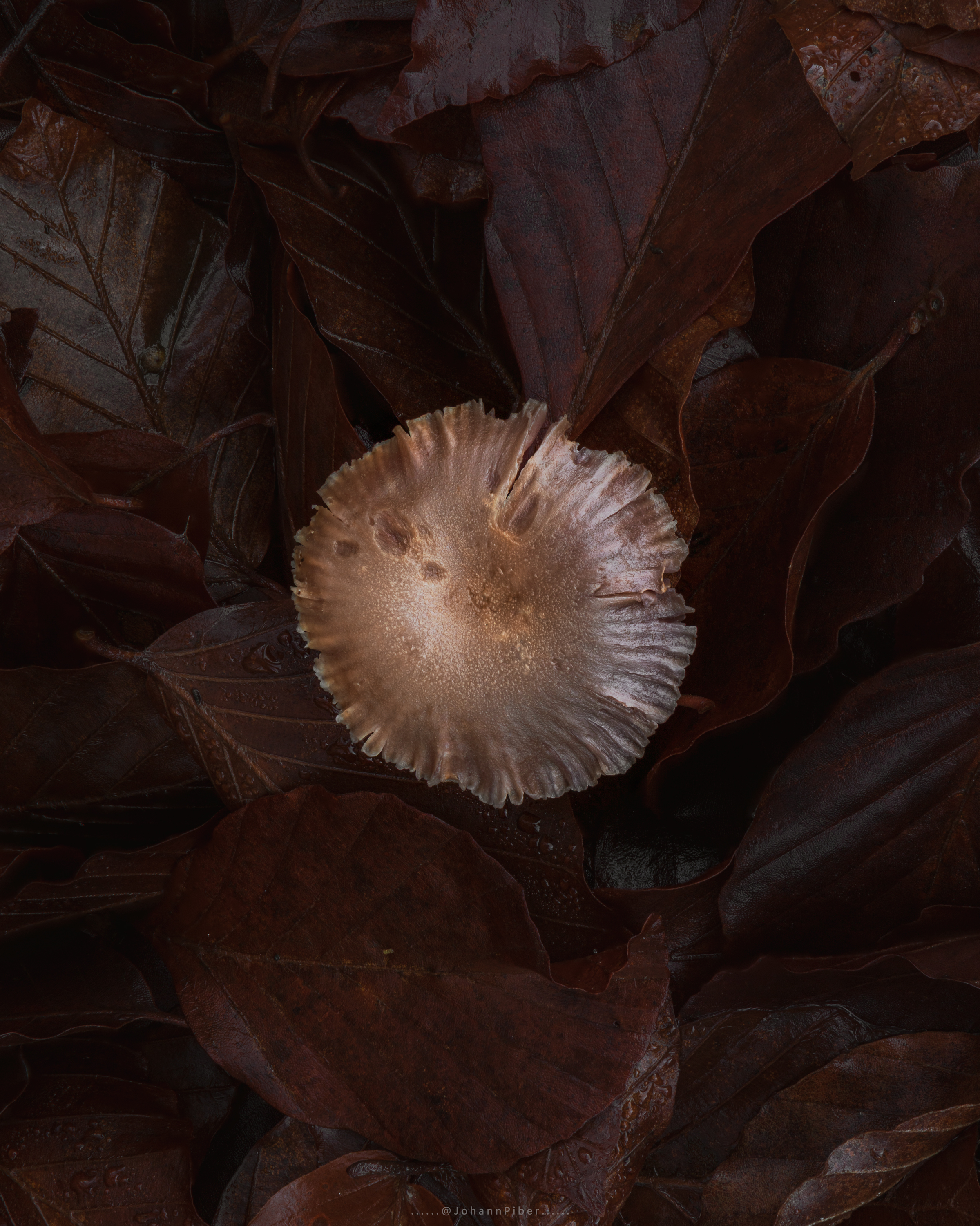 Little Shroom on Leaves in Autumn -- Johann Piber Little Shroom on Leaves in Autumn -- Johann Piber