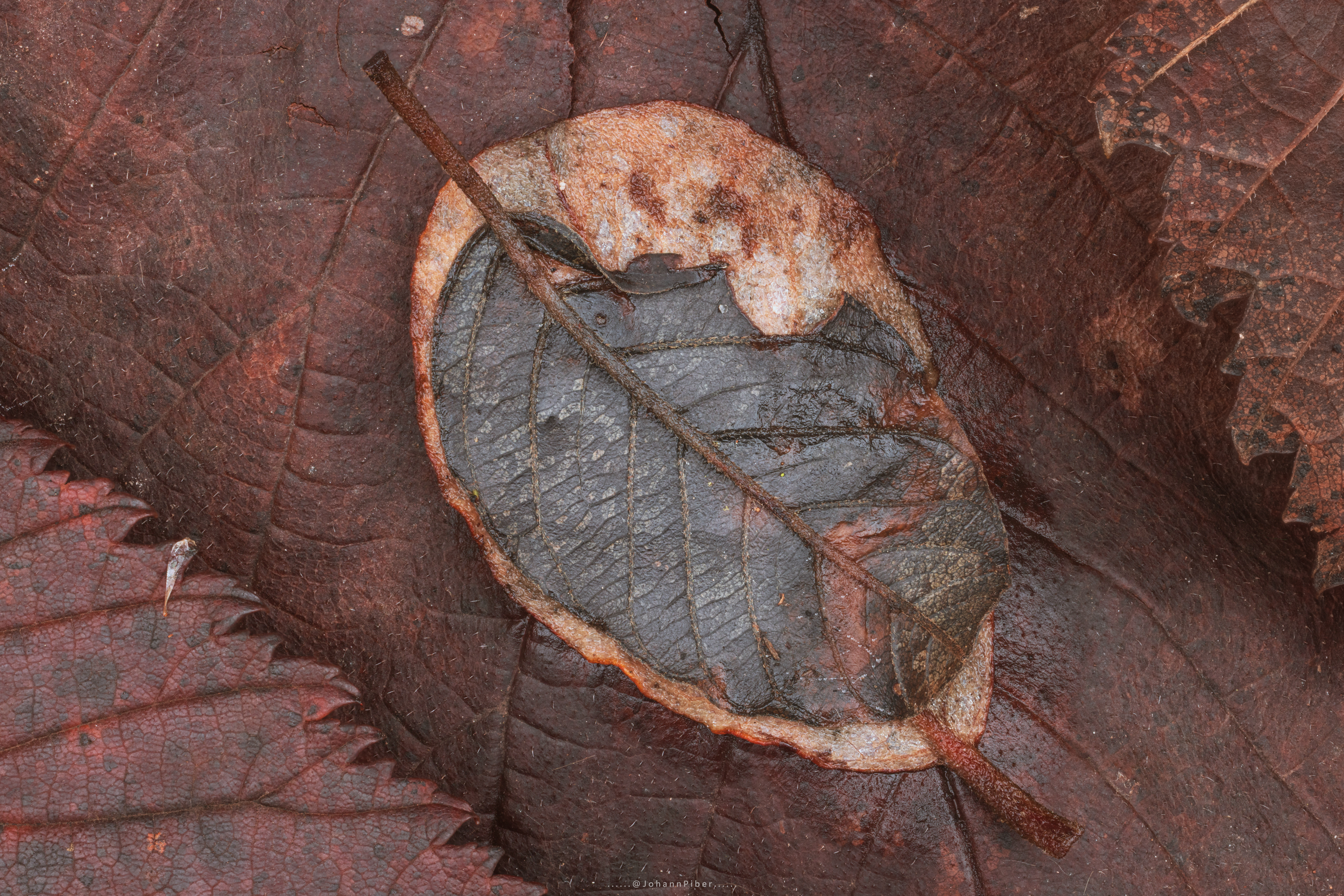 Autumn: Fallen Leaves -- Johann Piber Autumn: Fallen Leaves -- Johann Piber