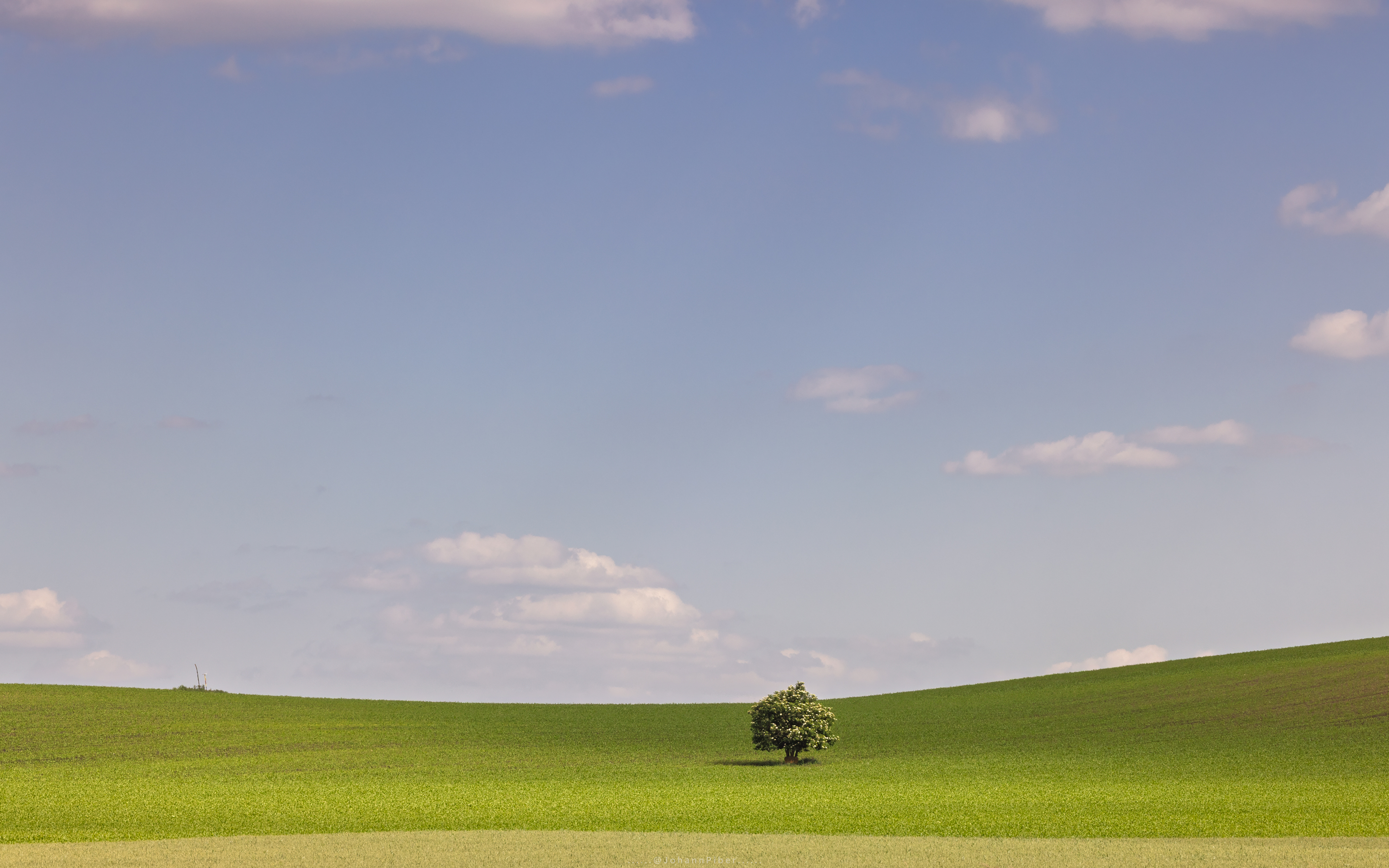 Lone Tree in Moravian Tuscany, Czech Republic